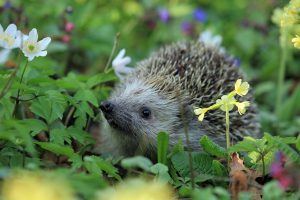 Winterharte Pflanzen, die Ihren Garten auch in den kältesten Monaten grün halten